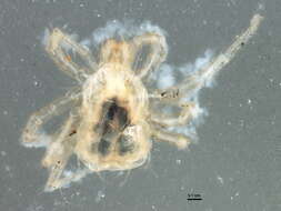 Image of Anystoidea