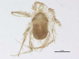 Image de Erythracaridae