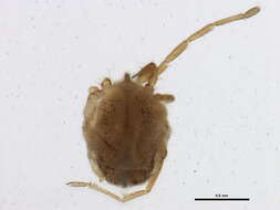 Image of Erythraeoidea