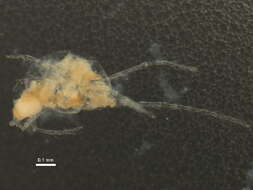 Image of spider mites