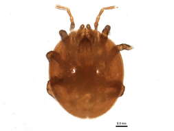 Image of Diplogyniidae