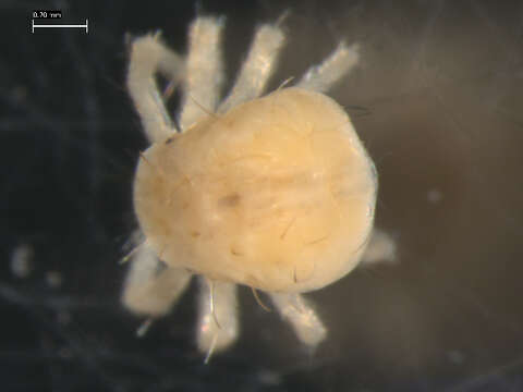 Image of Anystoidea