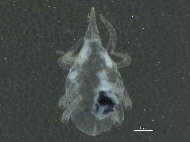 Image of snout mites