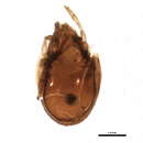 Image of Ceratozetidae Jacot 1925