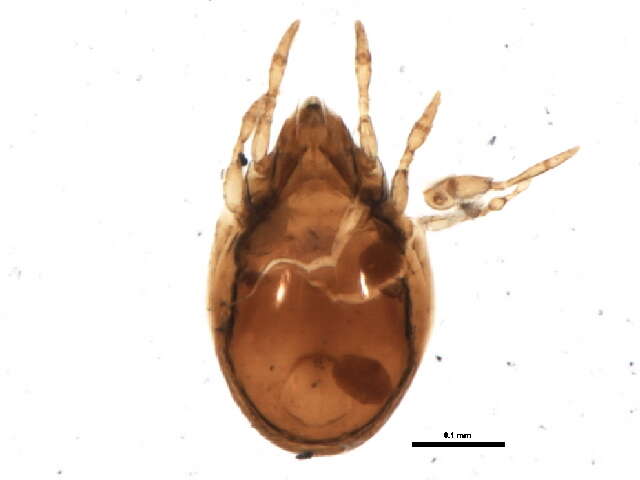 Ceratozetidae Jacot 1925 resmi