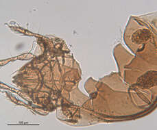 Image of Ceratozetidae Jacot 1925