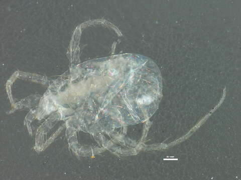 Image of Erythracaridae