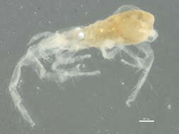 Image of Rhagidiidae