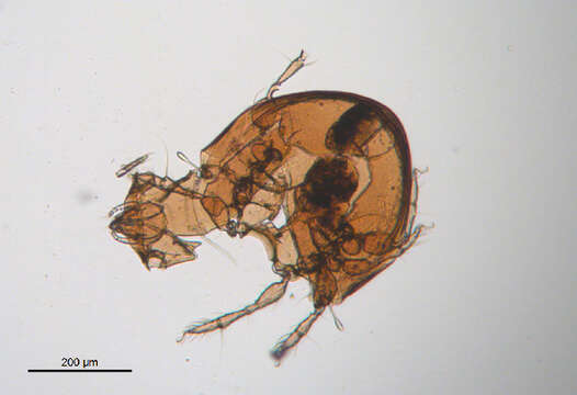 Image de Scheloribatidae Grandjean 1933