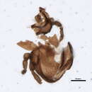Image of Eremobelbidae Balogh 1961