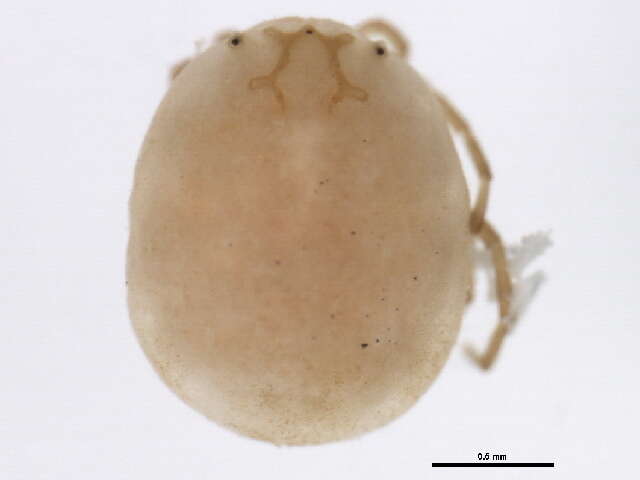 Image of Hydryphantidae