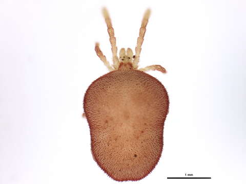 Image of velvet mites and chiggers