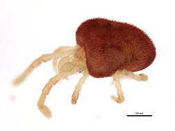 Image of velvet mites and chiggers