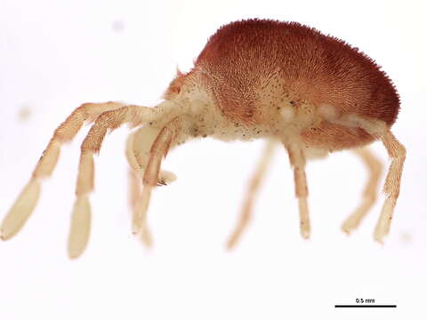 Image of velvet mites and chiggers