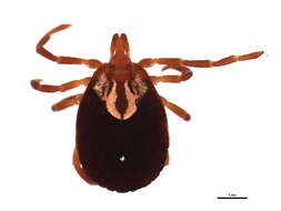 Image of Gulf Coast Tick