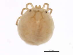 Image of Hydryphantidae