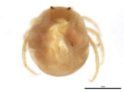 Image de Hydrachnoidea