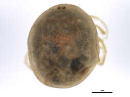 Image of Eylaoidea