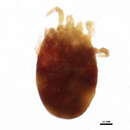 Image of <i>Dermanyssus longipes</i>