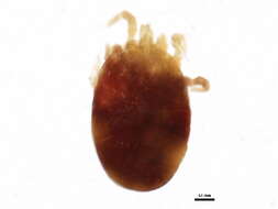 Image of <i>Dermanyssus longipes</i>