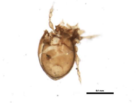 Oppiellinae Seniczak 1975 resmi