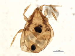 Image of Oribatula tibialis (Nicolet 1855)