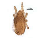 Image of Nothrus cf. anauniensis