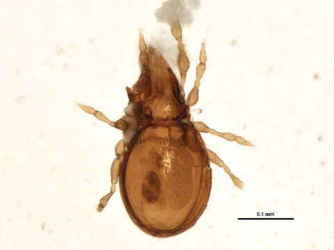 Image of Autognetidae Grandjean 1960