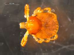 Image of ticks