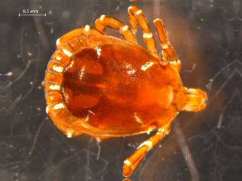 Image of Lone Star Tick