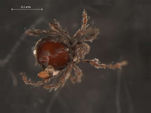 Image of Damaeoidea Berlese 1896