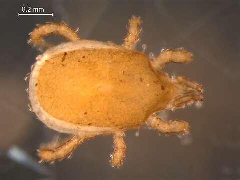 Image of mesostigmatan mites