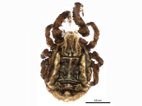 Image of Caeculidae