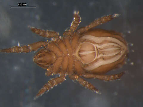 Imagem de Nothridae Berlese 1896