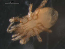 Image of mesostigmatan mites