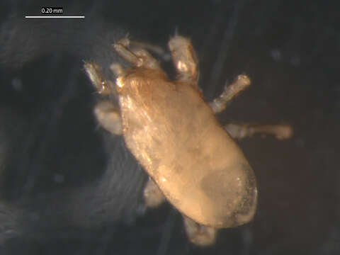 Image of mesostigmatan mites