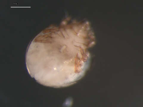 Image of Galumnoidea Jacot 1925