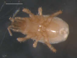 Image of Veigaiidae