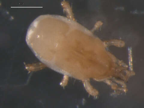 Image of Veigaioidea