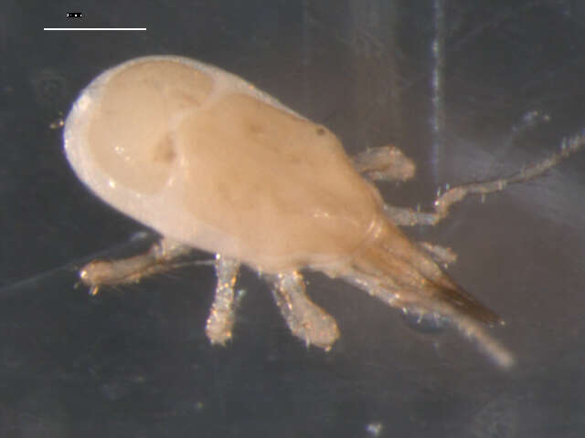 Image of Veigaiidae