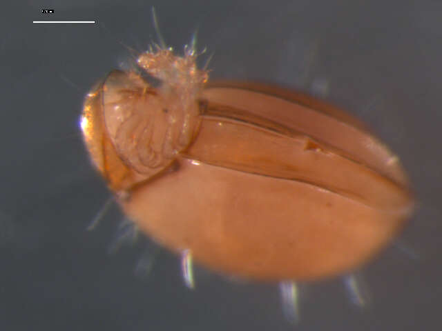 Image of Euphthiracaridae Jacot 1930