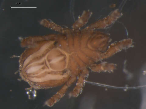 Image of Nothridae Berlese 1896