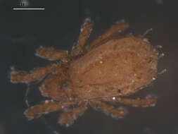 Image of Nothridae Berlese 1896