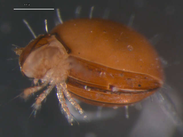Image de Euphthiracaridae Jacot 1930