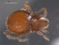 Image of Damaeoidea Berlese 1896