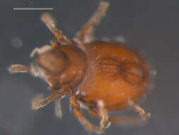 Image of Damaeoidea Berlese 1896