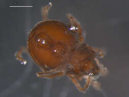 Image of Damaeoidea Berlese 1896