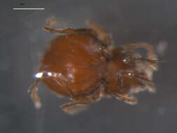 Image of Damaeoidea Berlese 1896