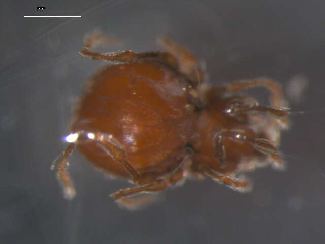 Image of Damaeoidea Berlese 1896