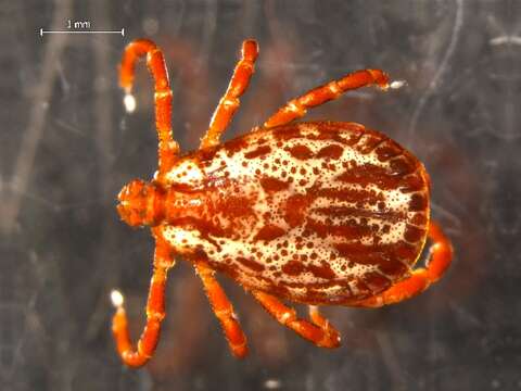 Image of American dog tick